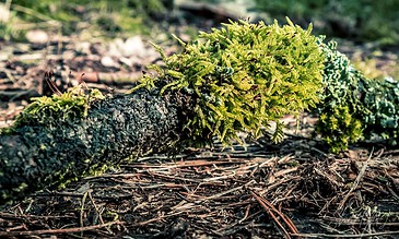 A lush green moss growing on a fallen tree branch in a forest setting, with detailed textures and vibrant colors.