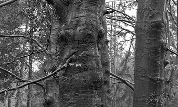 Close-up of a large, textured tree trunk in a dense forest, captured in black and white, highlighting the intricate bark details and natural patterns.