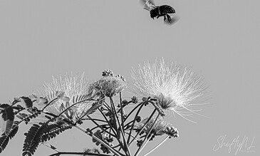 Close-up of a flowering plant with seed heads and a bee hovering nearby, emphasizing nature's pollination process in monochrome. A lush plant with fluffy seed heads and a bee in flight above, captured in black and white.
