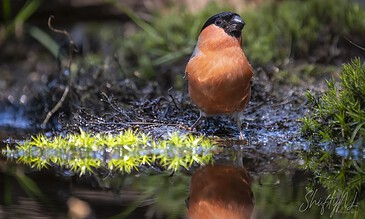 A bird with orange and black plumage standing on a mossy patch near water in a natural setting.