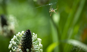 A spider hanging from a delicate web above a white and green flower in a lush garden setting.