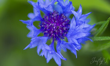Blue cornflower with intricate petals and vibrant colors, surrounded by green leaves. Perfect for nature and macro photography showcases.