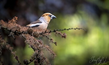 A bird perched on a branch in a natural setting, showcasing detailed plumage and a sharp beak.