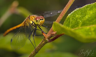 A dragonfly perched on a green leaf, showcasing vibrant yellow and black markings, macro shot highlighting intricate wing details and natural environment.