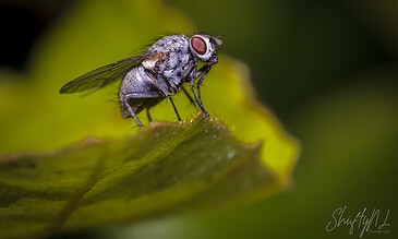 A detailed macro shot of a common housefly perched on a green leaf, highlighting its intricate eye structure and textured body.
