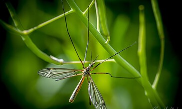 A detailed macro photograph of a damselfly perched on green plant stems, showcasing intricate wing patterns and delicate body features in a vibrant natural setting.