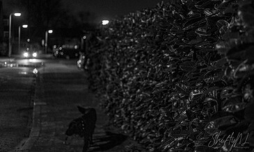 A lush, dense hedge illuminated by streetlights at night, with a silhouette of a bird perched on the ground nearby, capturing a tranquil urban nature scene.