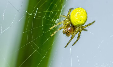 A spider with a yellow egg sac on its abdomen, weaving a web against a soft green background.