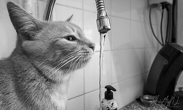 Close-up of a cat drinking water from a kitchen faucet, black and white photo capturing feline curiosity and detail.