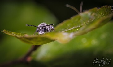 A bee resting on a green leaf, captured in close-up with detailed macro photography.