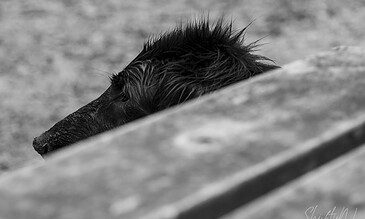 A dog with wet fur resting behind a wooden surface, captured in black and white.