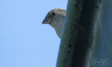 A bird peeking out from behind a tree trunk against a clear blue sky.