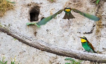 Blue-and-yellow kingfishers in flight and perched on a branch near their nesting hole in a sandy bank.