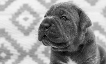 Adorable gray puppy with soulful eyes, close-up portrait showcasing soft fur and gentle expression, set against a patterned background.