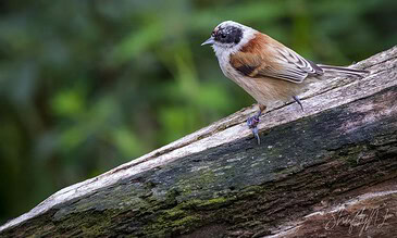A bird perched on a mossy log in a lush green forest setting, showcasing detailed plumage and natural habitat.