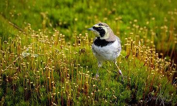 A close-up of a small bird with distinctive markings, perched amidst vibrant yellow moss in a natural setting, highlighting macro and wildlife photography. A bird standing among yellow moss-like plants in a lush green environment, showcasing nature and wildlife photography.