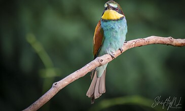 A colorful bird perched on a thin branch in a lush green environment, showcasing vibrant feathers and a striking appearance.
