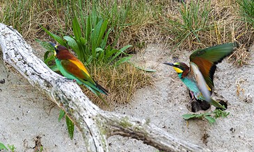 Brightly colored birds with vibrant green, yellow, and blue feathers interacting on a sandy ground with grass and a fallen tree branch.