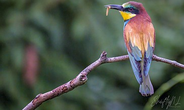 A colorful bird with vibrant plumage perched on a thin branch, holding a caterpillar in its beak, set against a blurred green natural background.