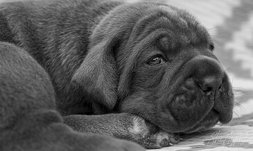 Adorable sleeping puppy with soft fur resting on a wooden floor, showcasing innocence and tranquility in black and white.