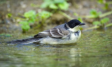 A bird with black and white plumage swimming in a shallow water body surrounded by green aquatic plants.