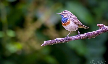 A colorful bird with striking blue and orange feathers sitting on a branch in a lush natural setting. A bird with vibrant blue and orange plumage perched on a thin branch against a blurred green background.