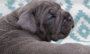 A dog puppy with a soft, gray coat resting on a patterned fabric background, showcasing adorable features and a calm expression.