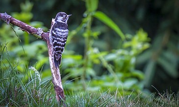 Black and white woodpecker perched on a branch in a lush green forest, showcasing detailed feathers and natural habitat.