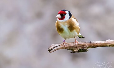 A colorful goldfinch perched on a thin branch, showcasing vibrant red, black, white, and yellow feathers against a soft, blurred background.