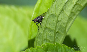 A fly perched on a vibrant green leaf, showcasing macro photography of nature.