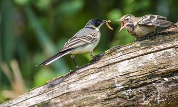 A bird feeding its chick on a tree branch in a lush green forest.