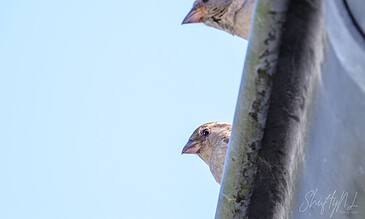 A bird peeking out from behind a metallic surface against a clear blue sky.
