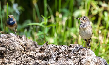 A bird perched on a log in a lush green natural setting, with another bird slightly blurred in the background.