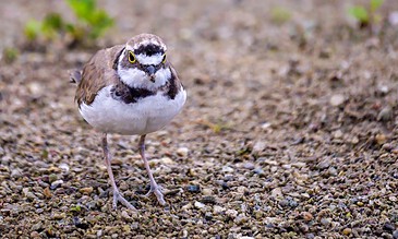 A bird standing on gravelly ground with sparse green plants in the background, showcasing detailed feathers and striking eye markings.
