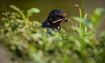 Close-up of a bird catching prey in a natural wetland environment, showcasing wildlife photography. A bird emerging from water with a small insect in its beak, surrounded by lush green vegetation.