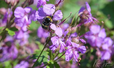 Bumblebee collecting nectar from pink flowers in a vibrant garden scene.