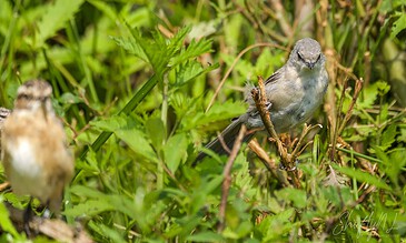A bird perched on a branch amidst lush green foliage in a natural setting, showcasing wildlife photography.