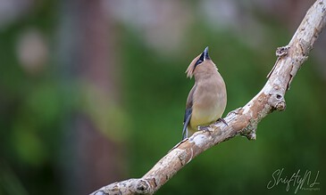 A bird perched on a tree branch, showcasing vibrant plumage against a blurred green background.