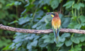 A colorful bird perched on a branch holding a small insect in its beak, set against lush green foliage.