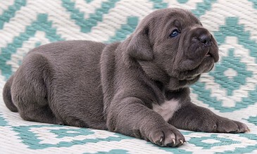 A dog puppy lying on a patterned blanket, showcasing adorable and tiny features.