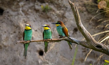 A bird photograph featuring three colorful kingfishers perched on a branch against a natural background.