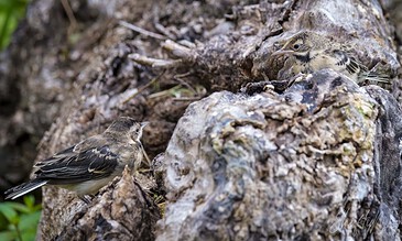 A bird perched on a tree trunk with a textured bark surface, showcasing natural wildlife photography.