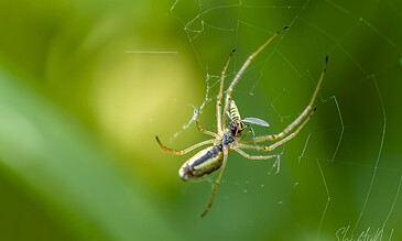 A spider caught in its web on a green background, showcasing macro photography of nature and wildlife.