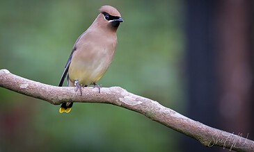 A close-up of a bird with a pinkish-brown head, black eye mask, and yellow tail, sitting on a slender branch against a blurred green background. A bird with a pinkish-brown head and yellow tail perched on a thin branch in a natural setting.