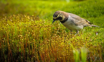Close-up of a small bird standing on yellow moss in a vibrant green meadow, highlighting wildlife and macro photography. A colorful bird perched on yellow moss in a lush green field, showcasing nature photography.