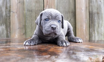 Adorable gray puppy with blue eyes lying on wooden surface in front of a rustic wooden fence.