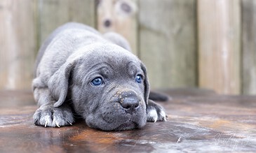 Pearl Gray puppy lying on wooden floor with blue eyes and adorable face, captured in a cozy outdoor setting.