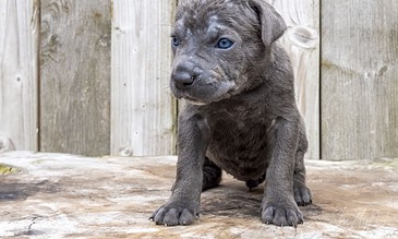 Adorable gray puppy with striking blue eyes sitting on wooden surface in front of a rustic wooden fence.