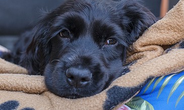 Black retriever puppy resting on a soft blanket with a cozy environment, capturing adorable moments of furry friends for lasting memories.