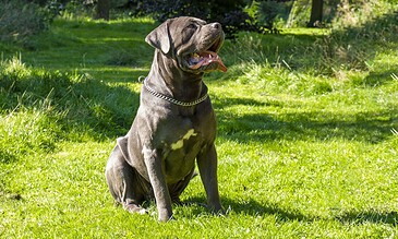 Cane Corso dog sitting on lush green grass in a sunlit park, showcasing loyal and friendly behavior, perfect for capturing memorable moments in outdoor pet photography.